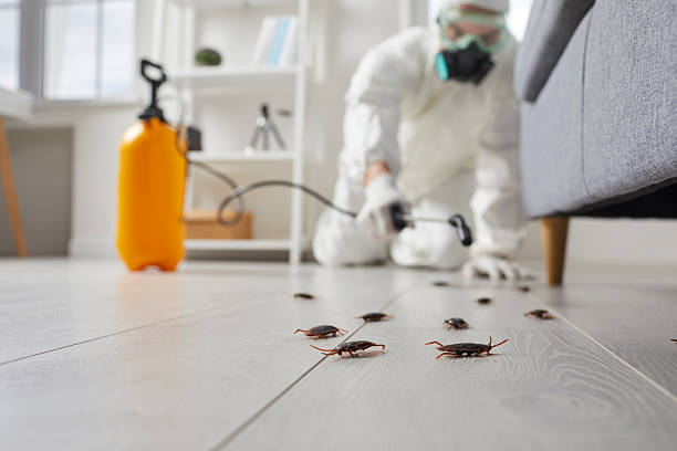 Commercial Rodent Management in Oakland